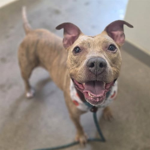 Photo of Sadie, adoptable American Pit Bull Terrier in Mesa, Arizona