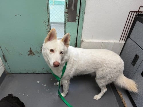 Photo of Ripley, adoptable Husky in Antioch, California