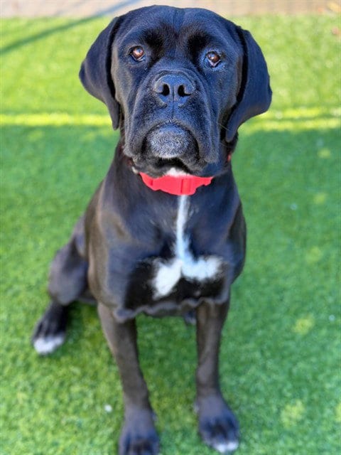 Photo of Candy, adoptable Cane Corso Mastiff in Agoura, California