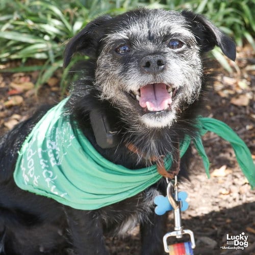Photo of Gingersnap, adoptable Schnauzer in Washington, District of Columbia