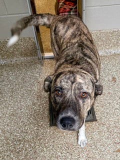 Photo of Meredith, adoptable Anatolian Shepherd in Clyde, North Carolina