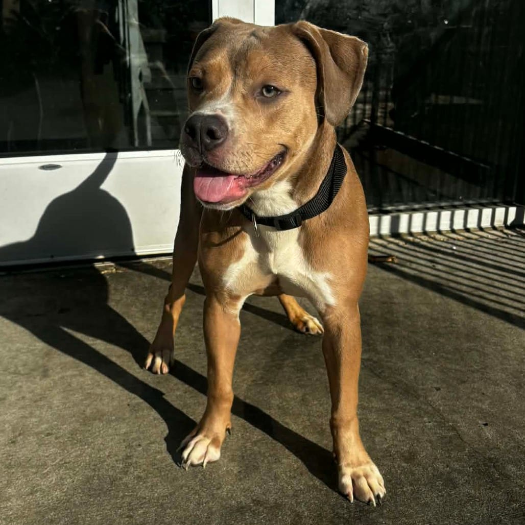 Photo of Cindy - Home to Home, adoptable Terrier, Pit Bull in South Elgin, Illinois