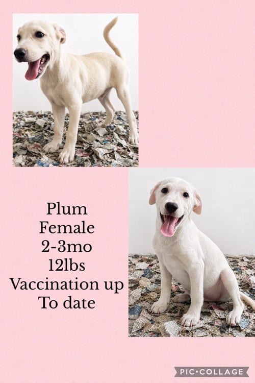 Photo of Plum, adoptable Labrador Retriever in Virginia Beach, Virginia