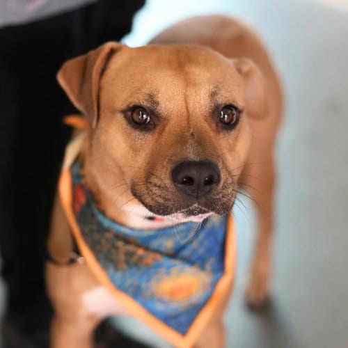 Photo of Bean, adoptable American Staffordshire Terrier in San Antonio, Texas