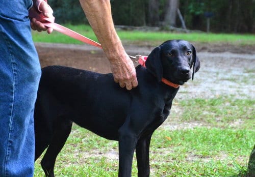 Photo of Addie, adoptable Labrador Retriever in Willingboro, New Jersey