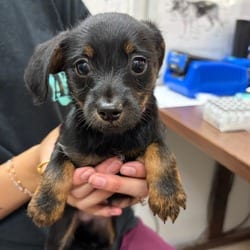 Photo of Chelsea, adoptable Chihuahua Mixed Breed (Small) in New York, New York