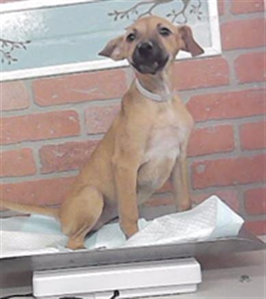 Photo of Mely, adoptable German Shepherd Dog in Houston, Texas