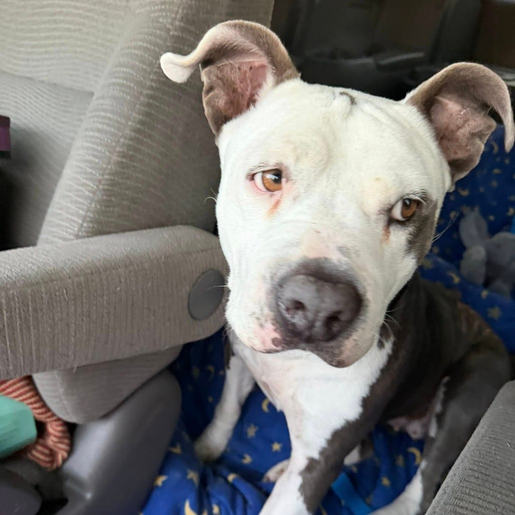 Photo of Rhapsody, adoptable Mixed Breed (Medium) in St. Louis, Missouri