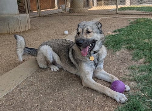 Photo of Tex, adoptable Anatolian Shepherd in Plano, Texas