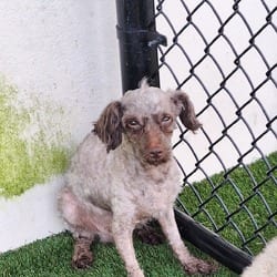 Photo of Fifi LaRue 5991, adoptable Poodle (Miniature) Pointer in Loxahatchee, Florida