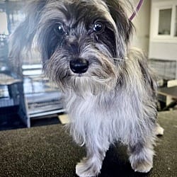 Photo of Ivy, adoptable Shih Tzu Maltese in Santa Clarita, California