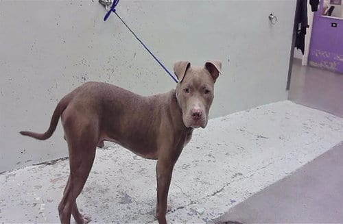 Photo of Pinto, adoptable Staffordshire Bull Terrier in Houston, Texas