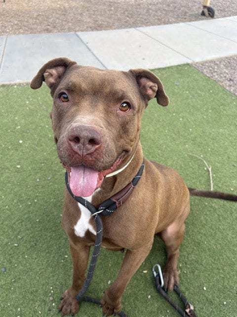 Photo of Summer, adoptable American Pit Bull Terrier in Mesa, Arizona