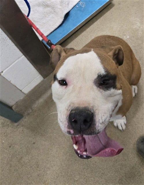 Photo of Scrappy Doo, adoptable American Bulldog in Lompoc, California