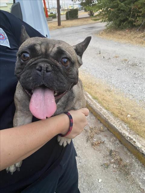 Photo of Louise, adoptable French Bulldog