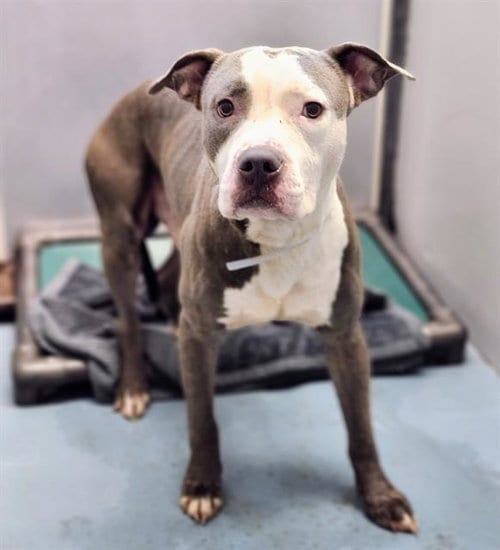 Photo of Blu, adoptable Staffordshire Bull Terrier in Houston, Texas