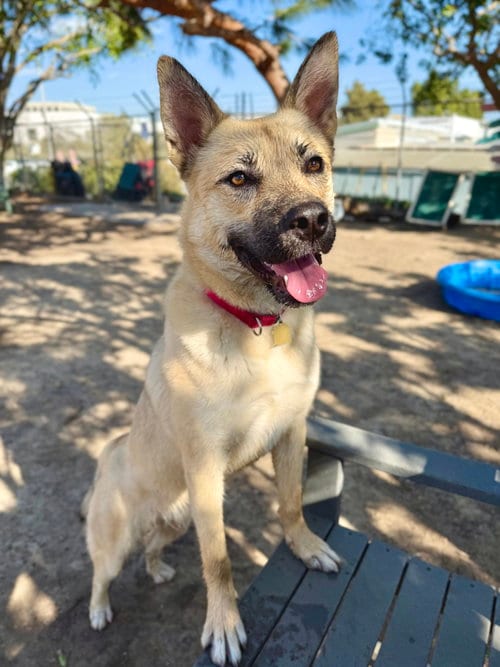 Photo of Levi, adoptable Unknown breed (short coat) in Seal Beach, California
