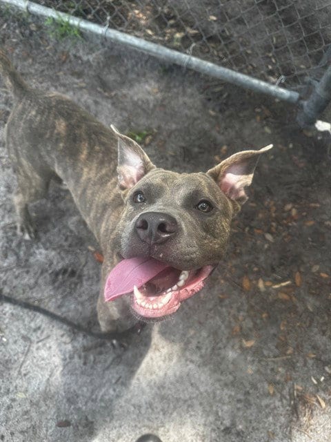 Photo of Taco, adoptable Pit Bull Terrier in St. Cloud, Florida