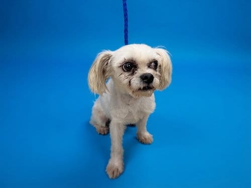 Photo of Phillip, adoptable Maltese in Miami, Florida