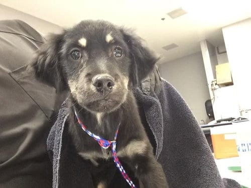 Photo of A1933250, adoptable Terrier in Thousand Palms, California