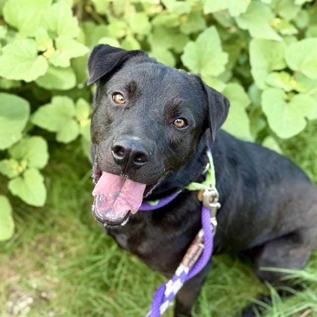 Photo of Barry, adoptable dog