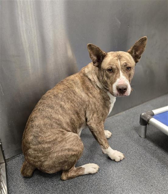 Photo of Sheba, adoptable Mixed Breed