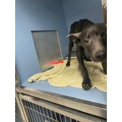 Photo of Marlin, adoptable Mixed Breed (Medium) in Maumee, Ohio