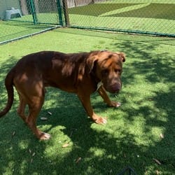 Photo of Hang Ten 5768, adoptable Mixed Breed (Medium) in Loxahatchee, Florida