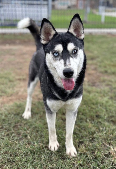 Photo of Everest, adoptable Siberian Husky in Riverside, California