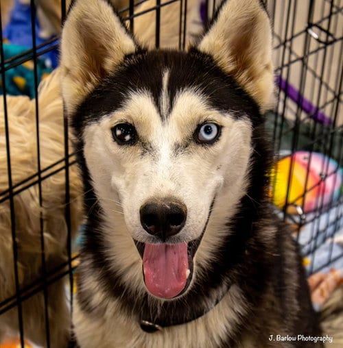 Photo of Steely, adoptable Husky in Osgood, Indiana