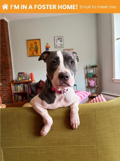 Photo of Impala Nala, adoptable dog in Baltimore, Maryland