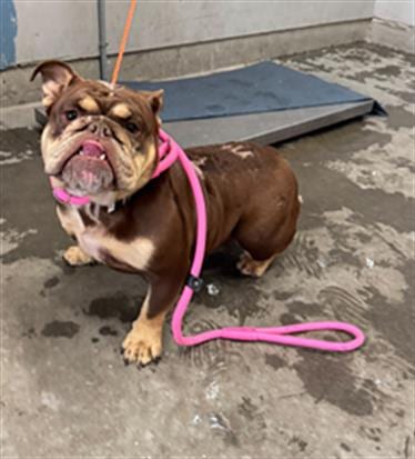 Photo of Tater Tot, adoptable English Bulldog in Camarillo, California