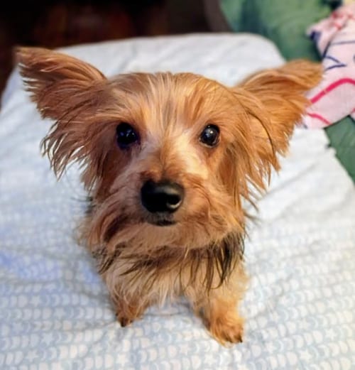 Photo of Jack, adoptable Yorkshire Terrier Yorkie in Brooklyn Center, Minnesota