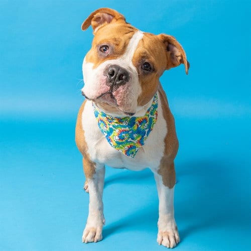 Photo of Buckeye, adoptable Bulldog in St Louis, Missouri
