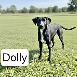 Photo of Dolly 1, adoptable Labrador Retriever in East Hartford, Connecticut