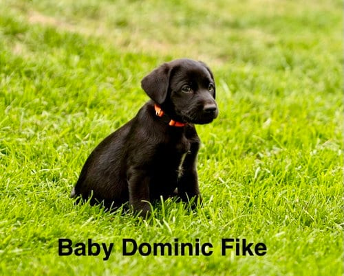 Photo of Baby Dominic Fike, adoptable Labrador Retriever in Sandy, Utah