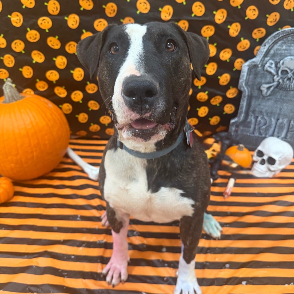 Photo of Eowyn, adoptable Terrier, Bull in Kanab, Utah