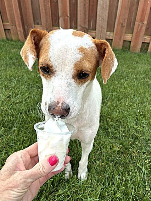 Photo of Buddy, adoptable Jack Russell Terrier in Plainfield, Illinois