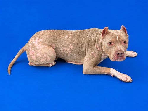 Photo of X, adoptable American Bulldog in Miami, Florida