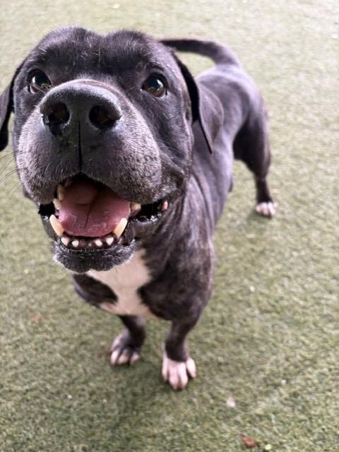 Photo of Prince, adoptable Terrier in Miami, Florida