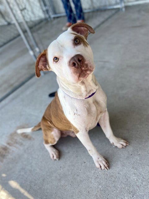 Photo of Spott, adoptable Pit Bull Terrier in Conroe, Texas
