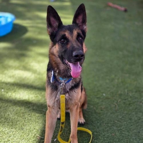 Photo of Prince, adoptable German Shepherd Dog in Las Vegas, Nevada