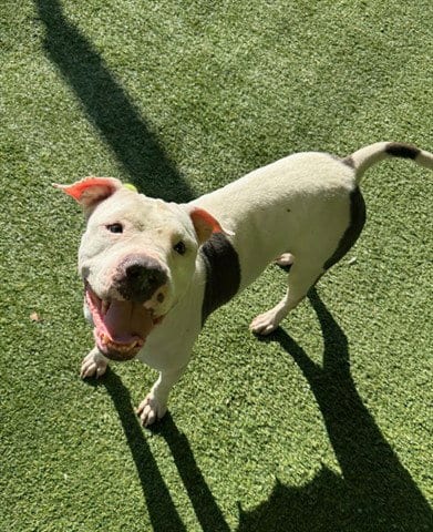 Photo of Barbecue, adoptable Pit Bull Terrier in Garland, Texas