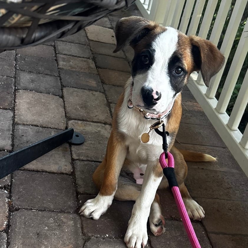 Photo of Cleo, adoptable Mixed Breed (Medium) / Hound in Atlantic City, New Jersey