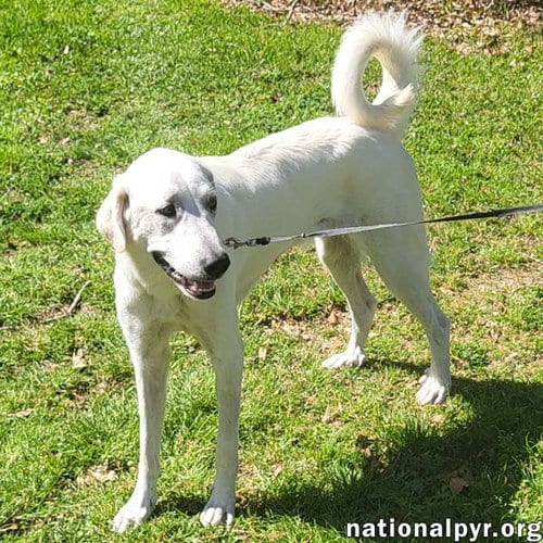 Photo of Lady in LA - Sweet, Sassy & Playful, adoptable Great Pyrenees in Beacon, New York