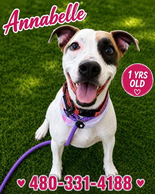 Photo of Annabelle, adoptable American Pit Bull Terrier in phoenix, Arizona