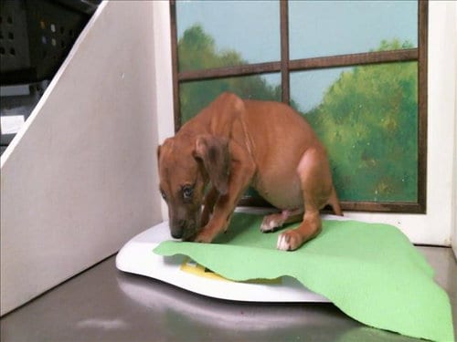 Photo of A2098371, adoptable Staffordshire Bull Terrier in Houston, Texas