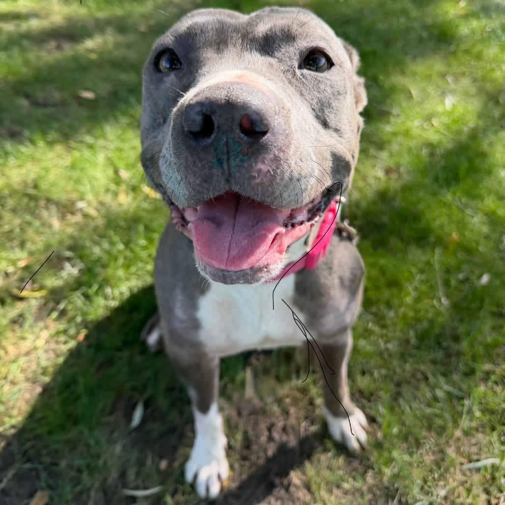 Photo of Haze, adoptable Mixed Breed (Medium) in Grand Rapids, Michigan