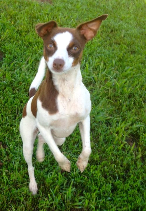 Photo of Sugar, adoptable Miniature Pinscher in Prague, Oklahoma