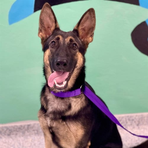 Photo of Gretchen, adoptable German Shepherd Dog in Edmond, Oklahoma
